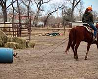 beginner-quarter-horse