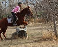 dressage-quarter-horse