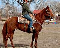 trail-western-family-horse