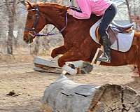 jumper-quarter-horse