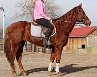 hunter-jumper-quarter-horse