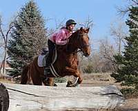 jumping-quarter-horse