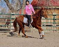 trail-quarter-horse