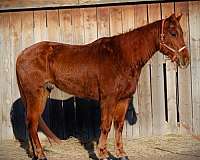 western-pleasure-quarter-horse