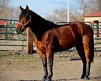 trailm-western-horse