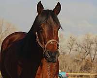 trail-riding-quarter-horse