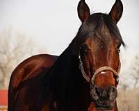 western-pleasure-quarter-horse