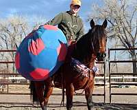 bay-quarter-horse-mare