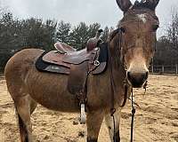 mule-for-sale