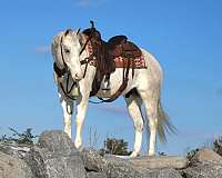 trail-riding-quarter-horse