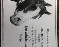 stallion-western-pleasure-stallion