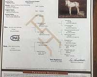 overo-stallion-western-pleasure-horse