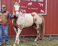 stallion-western-pleasure-horse