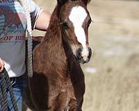 western-dressage-irish-draught-horse