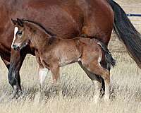 wide-white-blaze-horse