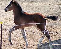 bay-1-front-sock-horse