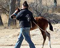 all-around-irish-draught-horse