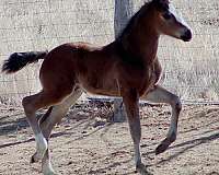 dressage-irish-draught-horse