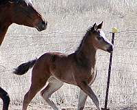 field-hunter-irish-draught-horse