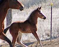 jumper-irish-draught-horse