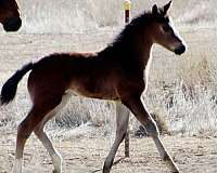 bay-wide-white-blaze-horse