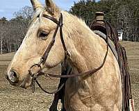 beginner-quarter-horse