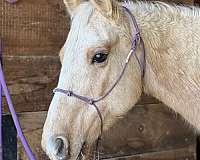 dappled-quarter-horse