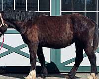 lesson-draft-percheron-horse