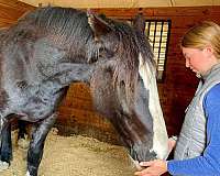 draft-percheron-mare-foal