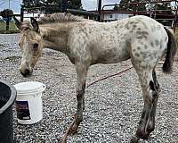 athletic-appaloosa-horse