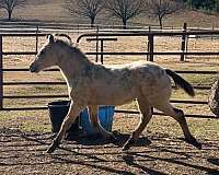 all-around-appaloosa-horse