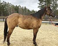 age-quarter-horse