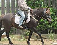 pleasurepony-welsh-pony