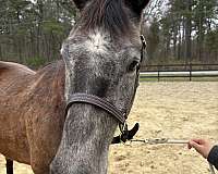 aqha-quarter-horse