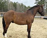 age-shire-horse