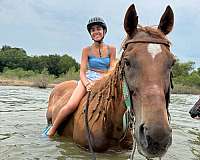 chestnut-quarab-gelding