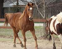 chestnut-ridden-western-trail-riding-horse