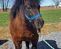 beginner-novice-shetland-pony