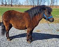 beginners-shetland-pony