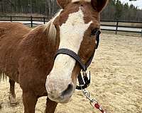 backs-haflinger-horse