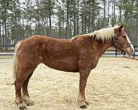 beginners-horse-haflinger