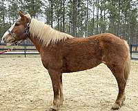 great-kids-haflinger-horse