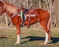 trail-cla-belgian-horse