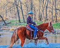 all-around-belgian-horse