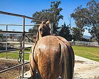 dun-roan-started-under-saddle-horse