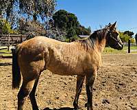 dun-roan-western-pleasure-horse