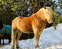 palomino-stripe-horse