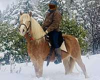 palomino-haflinger-gelding