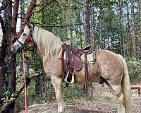 stripe-horse