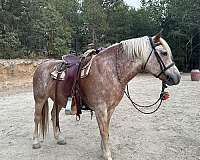 palomino-stripe-horse
